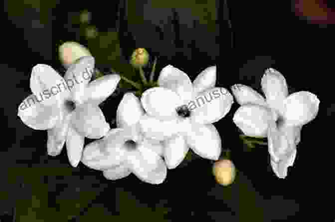 A Close Up Of A Blooming Jasmine Flower, Highlighting Its Delicate Petals And Intoxicating Fragrance Flowers And Jasmine: (Arabic Edition )