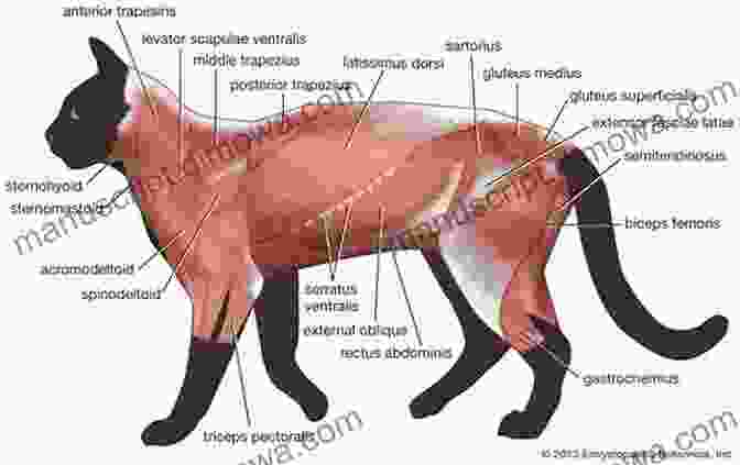 A Diagrammatic Sketch Of A Cat's Anatomy, Highlighting Its Skeletal Structure, Musculature, And Proportions. Classic Sketchbook: Cats: Secrets Of Observational Drawing