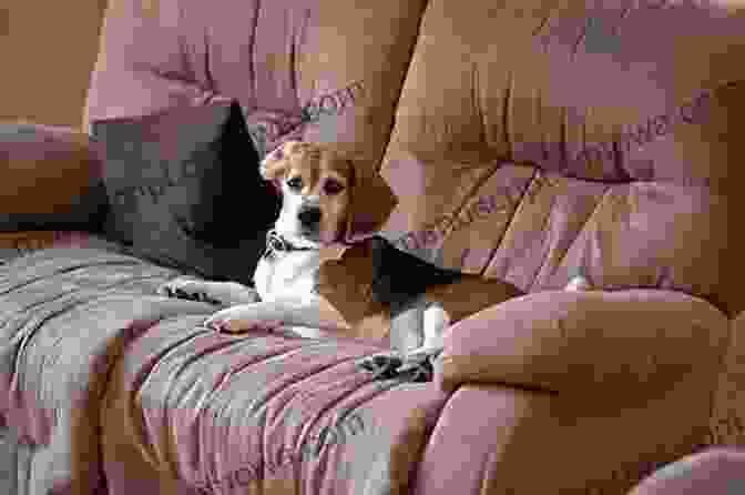 A Dog And A Puppy Sitting Together On A Couch Doggo And Pupper Charlie Alder