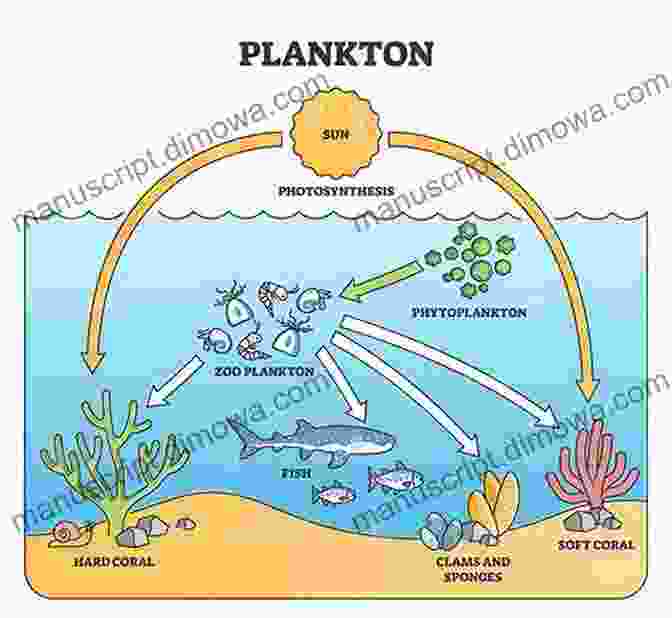 A Graphic Showing The Role Of Plankton In The Marine Food Web Plankton: Wonders Of The Drifting World