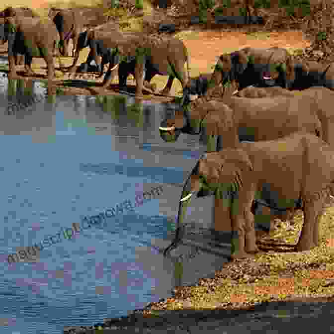 A Group Of Elephants Gathered Around A Watering Hole, Showcasing The Diverse Wildlife That Myanmar's National Parks Are Home To. Myanmar: The Land Of Hope