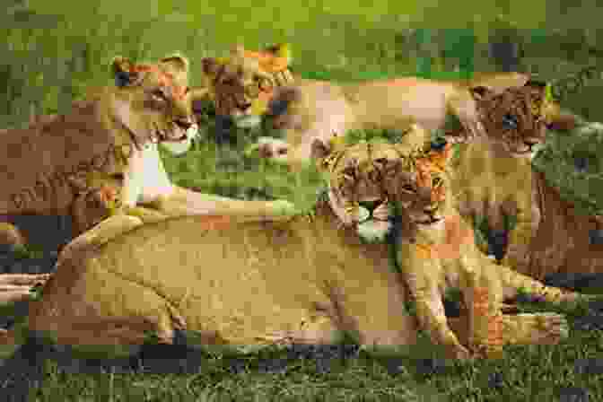 A Group Of Lions Rest Together In The Shade, Their Cubs Playing Nearby. Lions: Lions In Photographs Veronica Roodt