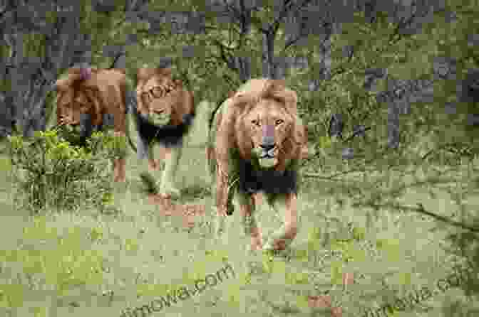 A Group Of Lions Walk Through A Forest, Their Future Uncertain. Lions: Lions In Photographs Veronica Roodt