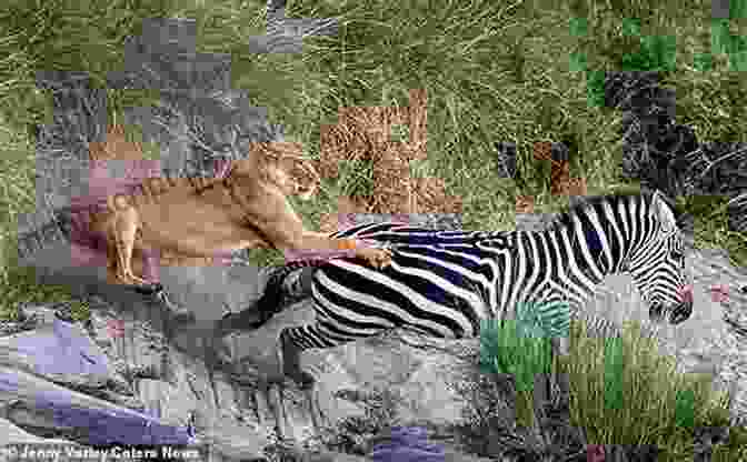 A Lioness Leaps Onto A Zebra, Her Claws Extended. Lions: Lions In Photographs Veronica Roodt