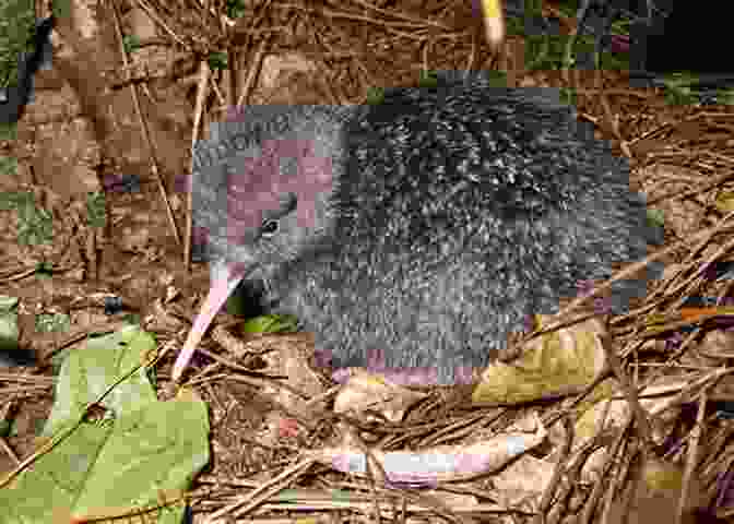 A Little Spotted Kiwi With Its Mottled Brown Feathers And White Spots. Liivaaugu A Kiwi House In A Viking Land: New Roots In Old Estonia