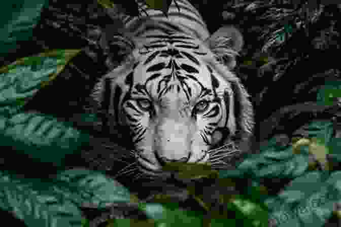 A Majestic Tiger Prowling Through The Dense Undergrowth Tales Of Man Eating Beasts From India