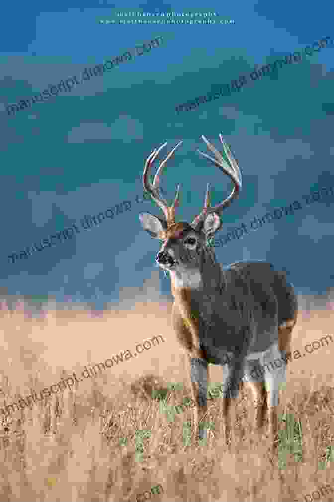 A Majestic Whitetail Buck Standing In A Field Successfully Bow Hunting Whitetails Keith Hosman