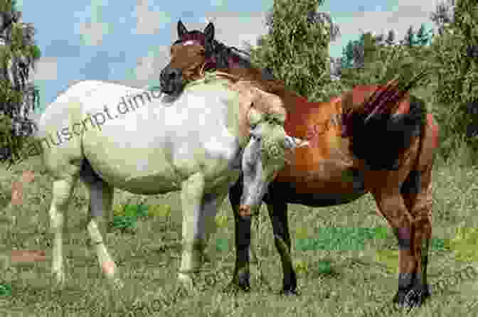 A Man And His Horse Stand Side By Side In A Pasture. How To Start A Horse: Bridling To 1st Ride (Horse Training How To 4)