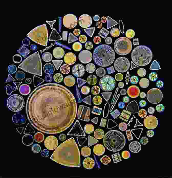 A Photo Of A Diatom, A Type Of Single Celled Alga That Is The Most Common Type Of Phytoplankton Plankton: Wonders Of The Drifting World