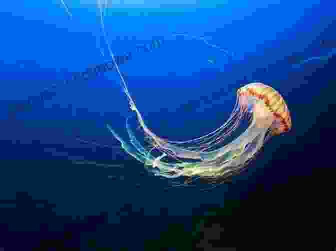 A Photo Of A Jellyfish, A Type Of Planktonic Animal That Is Known For Its Long Tentacles Plankton: Wonders Of The Drifting World