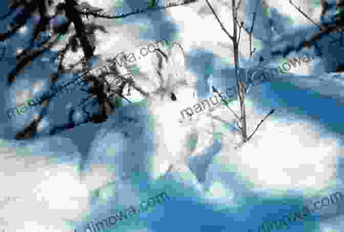 A Snowshoe Hare Blends Seamlessly Into Its Winter Surroundings A Winter Circular Walk Marie Glover