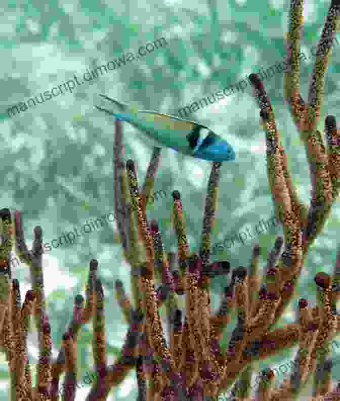 A Vibrant School Of Wrasses Swimming Through A Coral Reef Wrasses: The Smartest Fish? Tim Grollimund