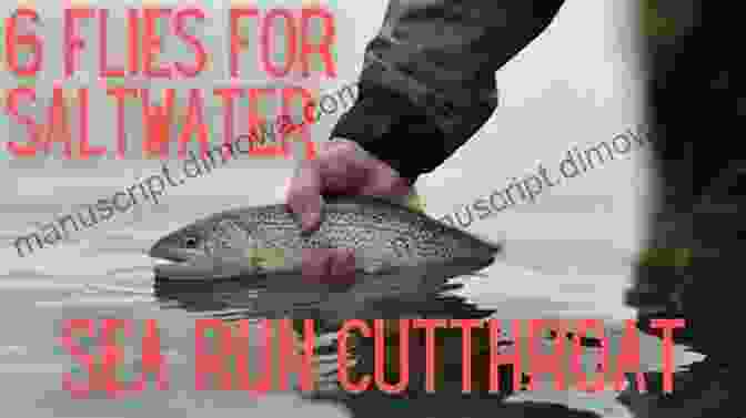 Angler Holding A Sea Run Cutthroat Caught While Fly Fishing In The Ocean Fly Fishing For Sea Run Cutthroat