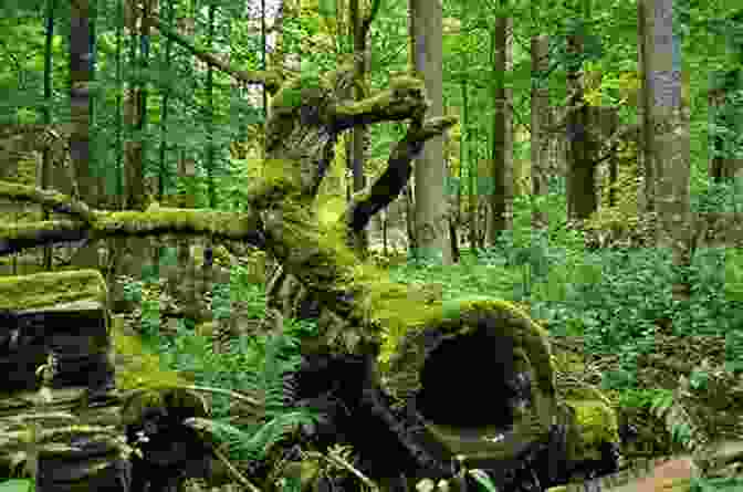 Bialowieza Forest 10 AMAZING PLACES TO SEE IN POLAND