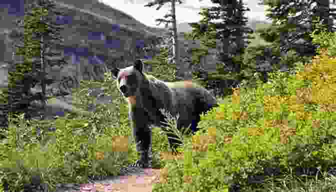 Black Bear Grazing In A Meadow In Glacier National Park Explore Glacier National Park (Chinle Miller S Guides To National Parks And Wonders Of The American West)