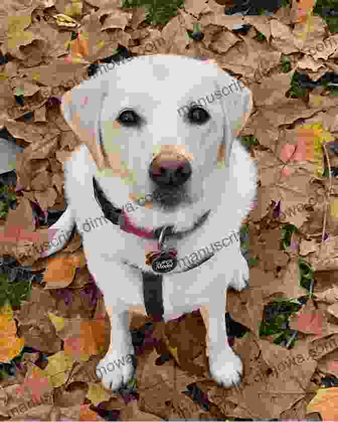 Bumper The Labrador Retriever And Parker The Squirrel Sitting Side By Side Sit Down Bumper (Bumper And Parker 1)