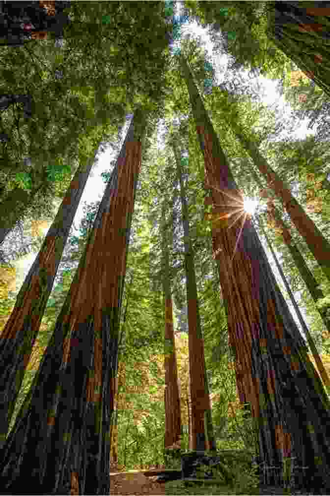 Charming Coastal Town Framed By Redwood Forests California Bucket List: Must Visit Places For Your California Bucket List: Magical Things To Do In California