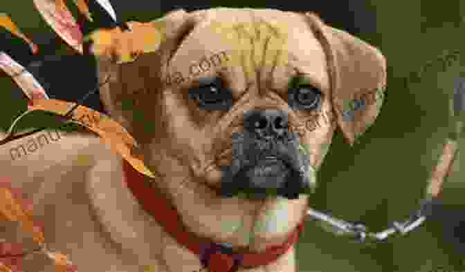 Crusoe The Puggle, A Small Dog With A Big Heart Crusoe The Snuggle Puggle G Ecova