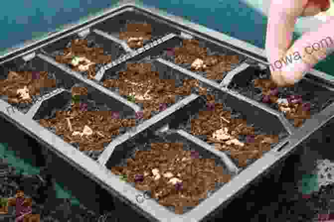 Delicate Seedlings Thriving In Seed Trays, Symbolizing The Promise Of Future Growth And Nourishment. From Trampoline To Vegetable Patch