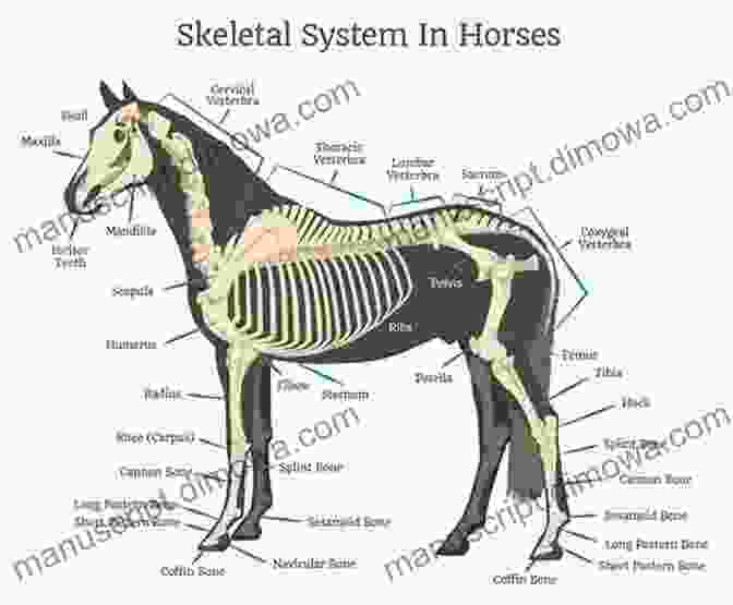 Diagram Of A Morgan Horse's Body Structure Rimfire: The Barrel Racing Morgan Horse (The Morgan Horse 6)