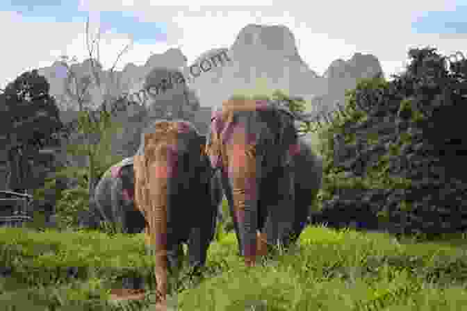 Elephant In The Jungle Elephants Ivory And Hunters Chris Vick