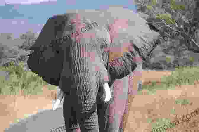 Elephant Using Its Ears To Protect Itself From Sun And Insects Why Elephants Have Big Ears: Understanding Patterns Of Life On Earth