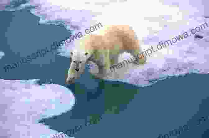 Polar Bear Walking On Sea Ice In Greenland Devils And Details (Short Stories From Guerrilla Greenland 3)