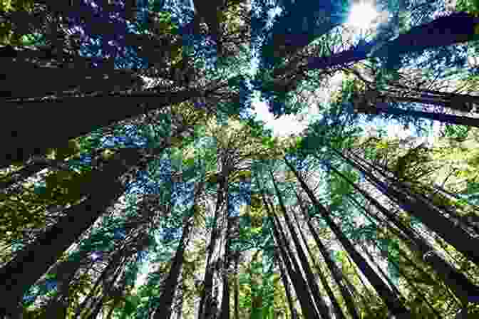 Towering Redwood Trees Casting Long Shadows California Bucket List: Must Visit Places For Your California Bucket List: Magical Things To Do In California